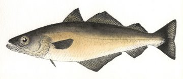 Pollack (IOM) in 'Salt Water Fish (UK)'