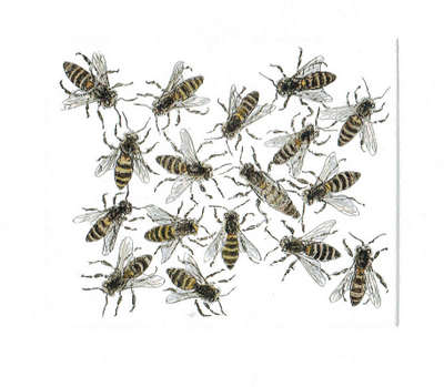Queen Bee in 'Insects'