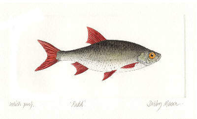 Rudd in 'Fresh Water Fish'