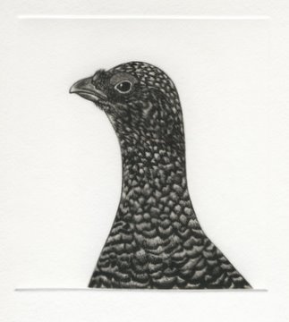 Red Grouse (From 'The Game Cook')