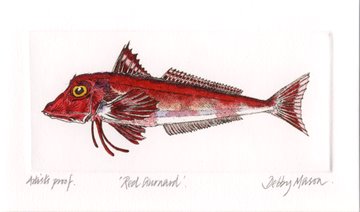 Red Gurnard in 'Salt Water Fish (UK)'