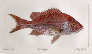 Red Snapper in 'Coral Seas'