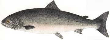 Salmon (IOM)
