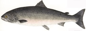Salmon (IOM) in 'Fresh Water Fish'