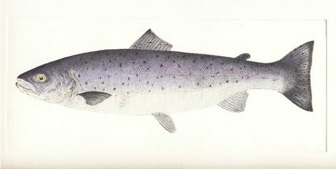 Sea Trout (IOM)