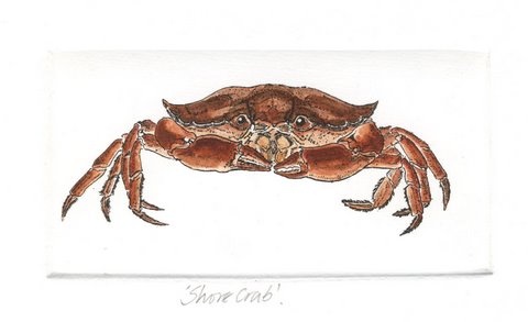 Shore Crab in 'Crustaceans'