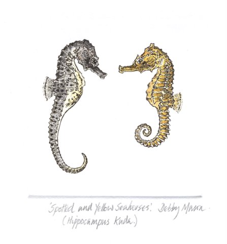 Spotted and Yellow Seahorses (H.kuda)