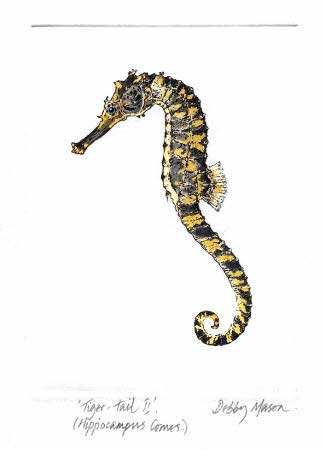Tiger Tail II (Hippocampus comes)