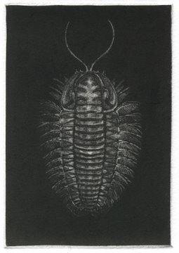Trilobite in 'Crustaceans'