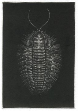 Trilobite