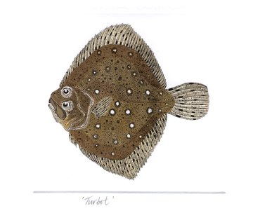 Turbot in 'Salt Water Fish (UK)'