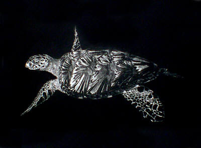 Turtle in 'Reptiles'