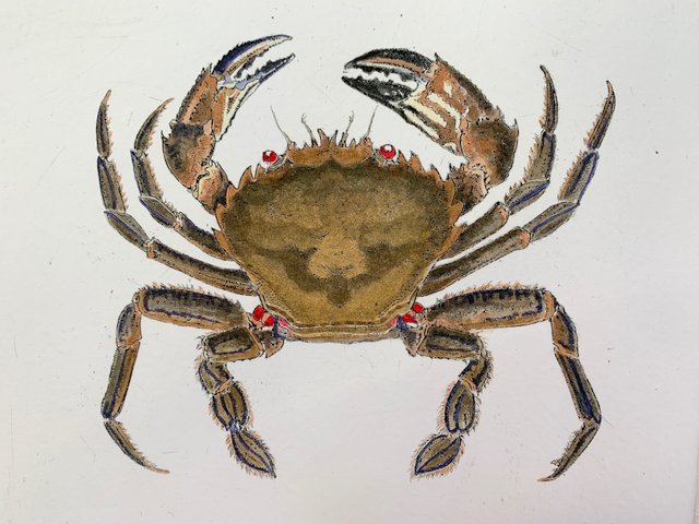 Velvet Swimming Crab 