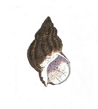 Whelk in 'Molluscs'