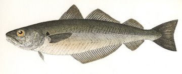 Whiting (IOM) in 'Salt Water Fish (UK)'