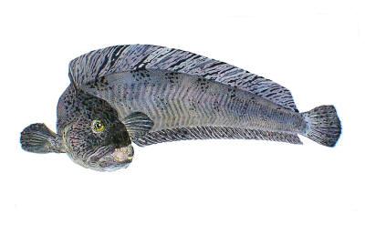 Wolf Fish (Catfish)