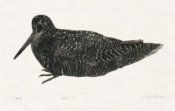 Woodcock (From 'The Game Cook')