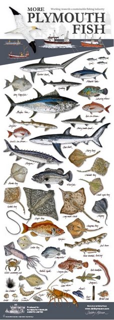 More Plymouth Fish Poster II (44 Species) in 'Sea Horses'