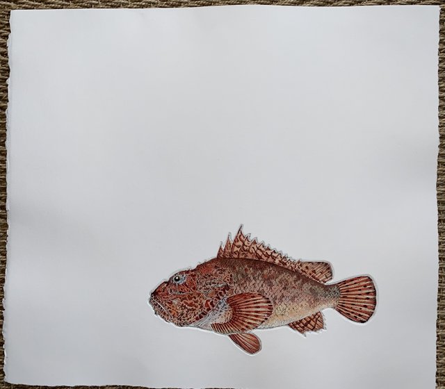 Scorpion Fish in 'Salt Water Fish (UK)'