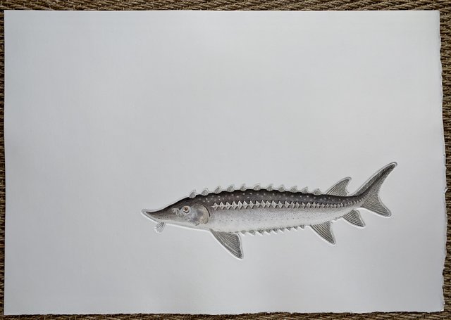 Sturgeon Sturgeon
