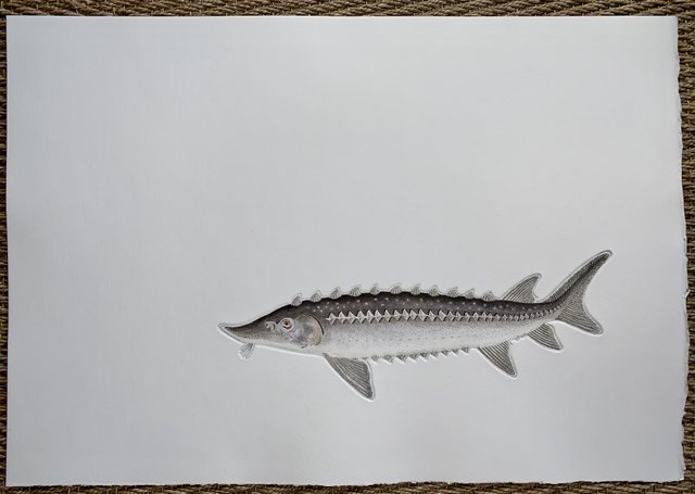 Sturgeon