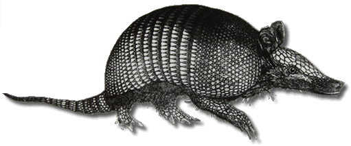 an image of an armadillo
