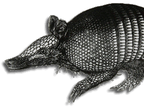 an image of an armadillo